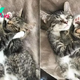 Girl Can’t Resist Two Cuddling Kitten Brothers, So She Adopts Both Of Them