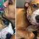 “Shelter Dog With Tiny Scars Gets His First Hug”