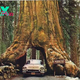 kp6.”The base of the giant redwood tree, which has existed for more than two thousand years, contains a gap wide enough for a car to pass through.”