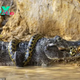 f.Dramatic 40-minute battle for survival on the banks of the Cuiabá River until the last minute Snake wrapped around crocodile.f