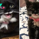 Meet Tulip, The Cat That Can’t Stop Smiling After Being Rescued