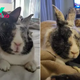 Family Adopts A Kitten And Their Pet Bunny Becomes Her Best Friend