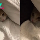 Sweet Kitten Has A Tantrum Because His Owner Has To Leave For Work