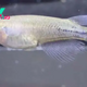 Color-changing fish turns black with rage when provoked