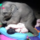 SV This is a lovely story about a baby elephant, an image that is both cute and warm, always lovingly taking on the role of bodyguard, comforting his father to sleep peacefully. ‎