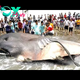 f.The stranded Megamouth shark, weighing more than 6 tons, attracted the curiosity of local people.f