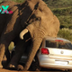 rin While a New Elephant in South Africa Becomes Angry, Tourists Remain in Their Vehicles