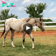 A Unique Beauty: Meet Tattoo, the Appaloosa Horse with Striking Leopard Spots