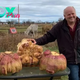 be.The Canadian man set a world record for growing the heaviest radish weighing 29 kg, making everyone curious.