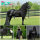 SQB.   Behold Frederick the Great: Reveling in Regal Equine Magnificence!
