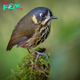 B83.Exploring the Enchanting Realm of the Crescent-faced Antpitta: Beauty, Song, and Dance in the Misty Forests