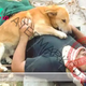 “Loyal to the End: The Courage of a Dog Who Wouldn’t Leave His Injured Owner”