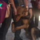 AH The abandoned dog, seeking hope of adoption and a true home, clings to passersby’s legs, shedding tears of pleading that resonate deeply, touching the hearts of millions worldwide.