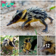 Unlocking the Enigma: The Secret Life of Madagascar’s Streaked Tenrec, Nature’s Striped and Spiky Wonder