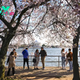 More Than 100 Iconic Cherry Trees in Washington Are Being Cut Down. Here’s Why