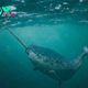 kp6.”Narwhal have the ability to ‘see’ unlike any other animal on earth, making them special and magical.”