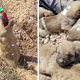 binh. Buried up to her neck, the dog let out desperate howls, begging for help to save her and her dying puppies trapped beneath the ground, a harrowing plea echoing the urgency of their plight.