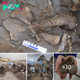 Unprecedented Discovery: Paleontologists Unearth Rare Lambeosaur Fossil in Alaska’s Frigid Arctic Wilderness
