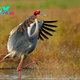 b83.Nature’s Ballet: Sarus Cranes Choreographing Elegance and Beauty in the Wetland Symphony