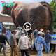 Giant Mutated Cow Captivates Thousands: Unprecedented Attraction Stuns Onlookers with Enormous Size