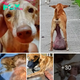 Un vídeo muestra a un perro callejero abandonado con un gran tᴜmoг descansando tranquilamente en la acera. ss