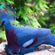 b83.The Victoria Crowned Pigeon: Witness The Splendor of This Majestic Bird, as Resplendent as Its Majesty in Turkey