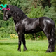 SY  “The Top 25 Magnificent Horses That Grace the Earth with Their Beauty”