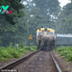 son.Elephants missed the train by inches while crossing the tracks in a forest in Thailand.