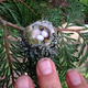 “Tiny Treasures: Hummingbird Nests, Fragile as Thimbles, Handle with Care”SK