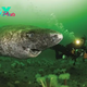 f.Millions of people are amazed by the groundbreaking discovery of a 500-year-old Greenland shark, born in the 17th century and found deep beneath the vast ice sheet.f