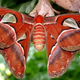 nha5.Intriguing Encounters: The Mythical Charm of the Attacus Atlas Butterfly’s Serpentine Wings