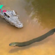 f.Tensions peaked when the crocodile faced off against an 860-volt electric eel, captured on film in the dangerous moment.f
