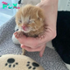 OS. A touching tale of love and compassion unfolds as a darling ginger tabby transitions into a stray kitten.