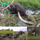 Remarkable Rescue: United Community’s Heroic Efforts Save Struggling 49-Year-Old Giant Elephant, Demonstrating Collective Action and Compassion for Wildlife