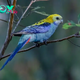 B83.Australia’s Shining Gem: Exploring the Radiant Beauty of the Pale-headed Rosella, a Lively Native Parrot