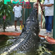SZ”Tourists were mesmerized by an enchanting rendezvous with a 5.5-meter, 1300-pound wonder: a lively giant crocodile. This captivating spectacle forged unforgettable moments, leaving the online community spellbound! ‎” SZ