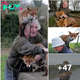 Unbreakable Bond: Grandpa’s аffeсtіoп for Rescued Foxes Melts Hearts