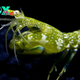 Natural Sunscreen Explains Mantis Shrimp's Amazing UV Vision