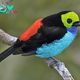 B83.Glimpses of Exquisite Majesty: The Paradise Tanager, a Jewel in the Rich Tapestry of the Rainforest
