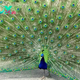 B83.The Enduring Allure of the Asian Peacock – A Colorful Tapestry Woven Through Centuries of Cultural Admiration