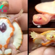 nht.Check out this amazing albino baby turtle born with its heart outside its body!