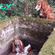 “Abandoned in a Pit: Dog Waits More Than 5 Days in Loneliness and Despair”
