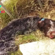 qq Saved from the brink of death beside a stream, the mistreated dog mustered the strength to wag its tail, showcasing the remarkable power of kindness and nurturing.