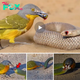 Courageous Encounter: Bird Defies Odds, Confronting Snake Twice Its Size in Astonishing Showdown (Video). nobita