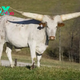 f.Giant cows are making waves around the world weighing 6000 pounds (Video).f