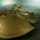 'Hauntingly beautiful' image of a golden horseshoe crab wins wildlife photography competition