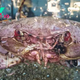 More than 10 billion snow crabs starved to death off the coast of Alaska. But why?