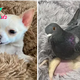 “Overcoming Limitations: The Beautiful Friendship Between a Pigeon Who Can’t Fly and a Puppy Who Can’t Walk in a Shelter”
