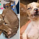qq “Eyes of Despair: The Emaciated Mother Dog’s Heartfelt Plea for Her Pup’s Life and Hope”