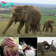 Astonishing Recovery: Elephant’s Weight Loss Mystery Solved with Unexpected Dental Solution